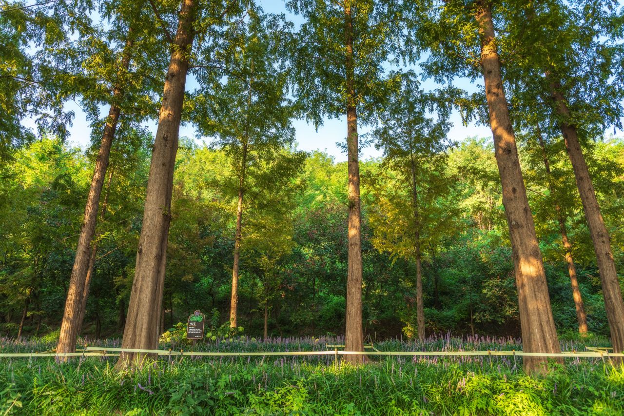 Discover Seoul Pass Guide: 10 Free Attractions & Real Cost