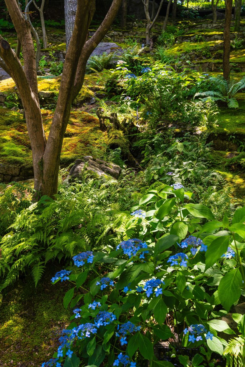 Hwadam Forest Fall Foliage Day Trip from Seoul 2026: Plan